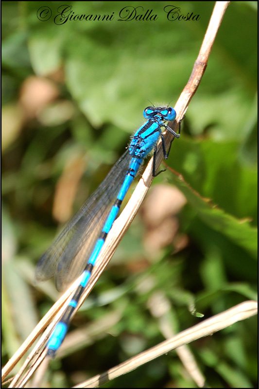Damigelle da identificare